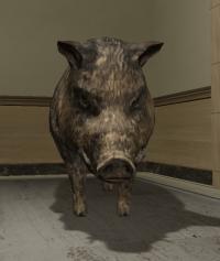 a_c_boar