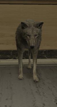 a_c_coyote