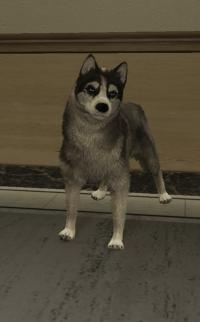 a_c_husky