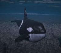 a_c_killerwhale