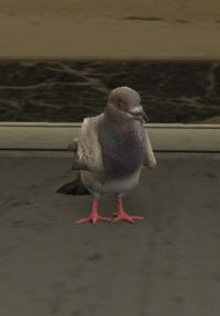 a_c_pigeon