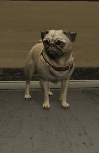 a_c_pug