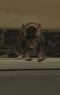 a_c_rat