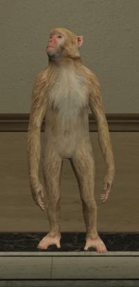 a_c_rhesus