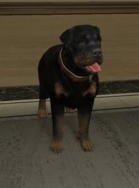 a_c_rottweiler