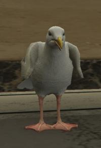 a_c_seagull